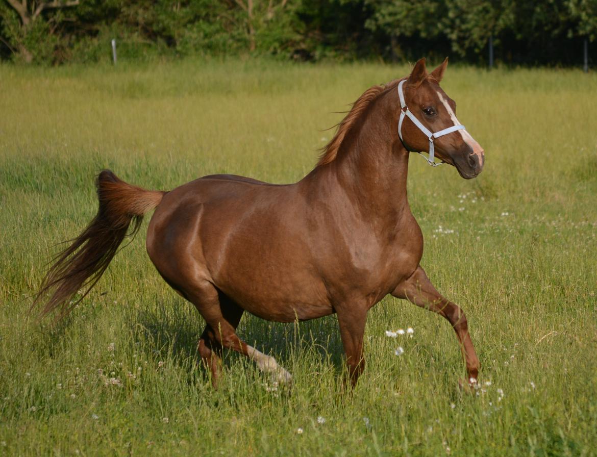 DSP Beverly EBSDH 224 billede 1