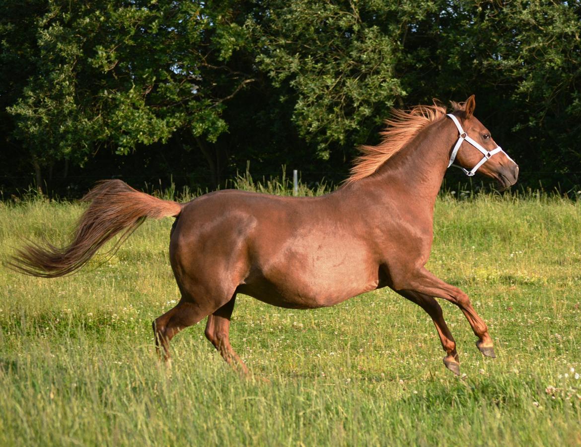 DSP Beverly EBSDH 224 billede 4