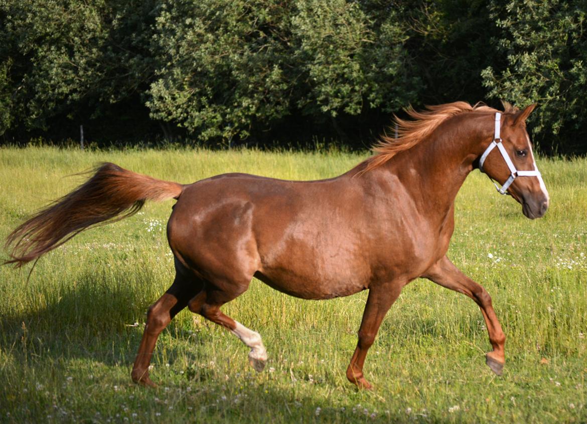 DSP Beverly EBSDH 224 billede 2