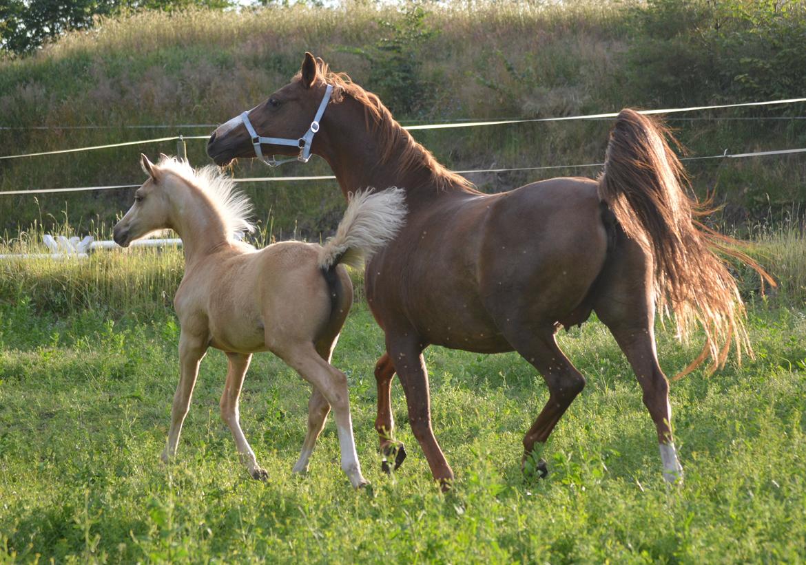 DSP Beverly EBSDH 224 billede 5