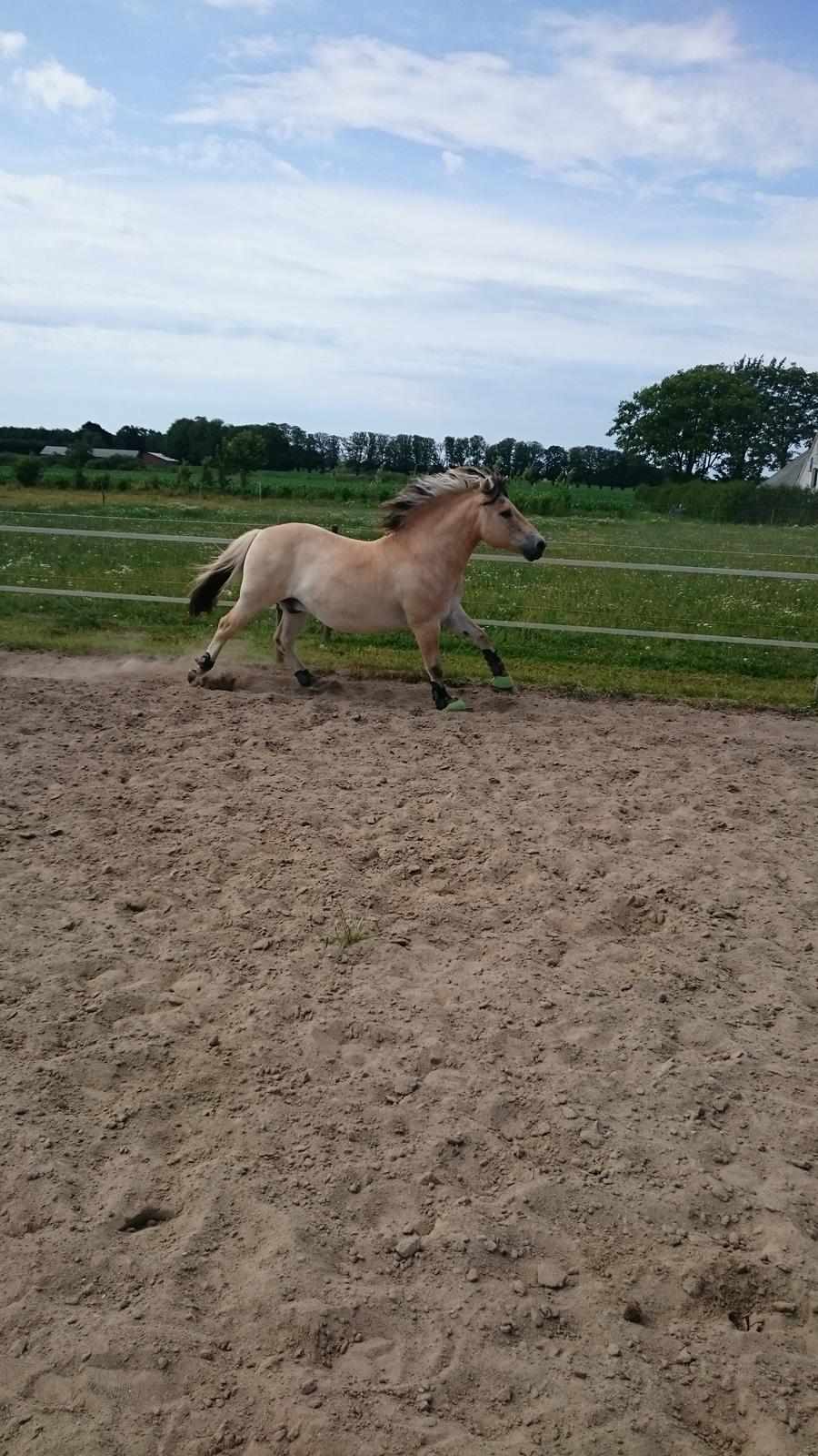 Fjordhest Ronni tidliger hest billede 24