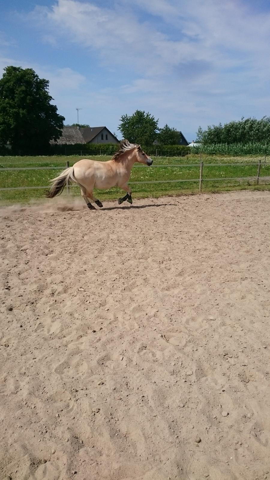 Fjordhest Ronni tidliger hest billede 25
