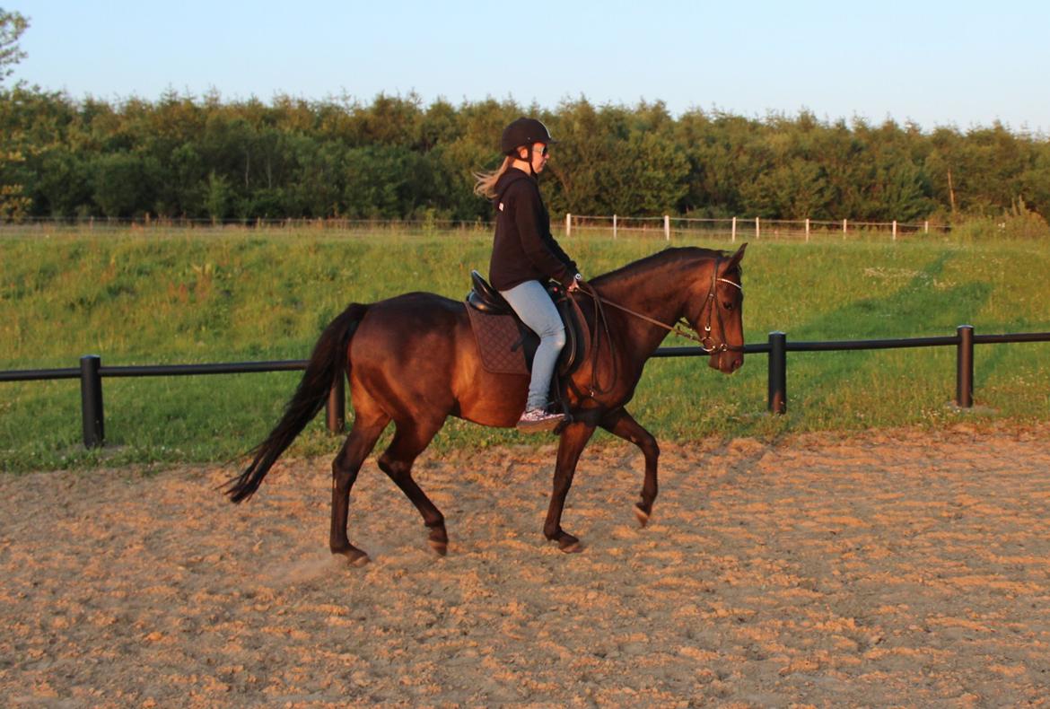 New Forest Skovens Micon  - Juli 2015 | Stjerne pony! ♥. billede 18