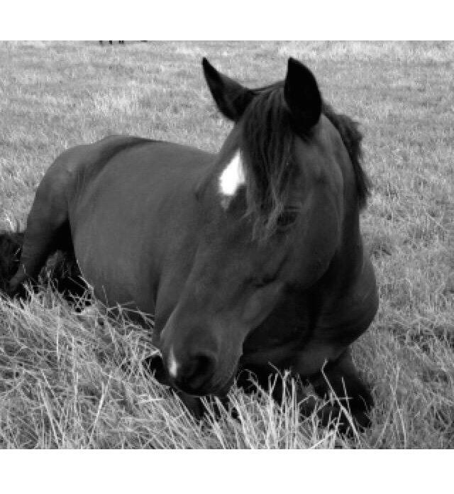 DSP Bæklunds Camikka billede 20