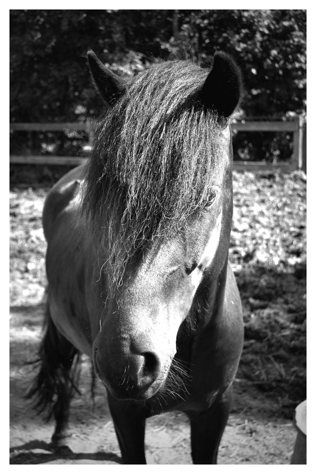 Islænder Aska fra Kringlan  - Juli 2015 billede 25