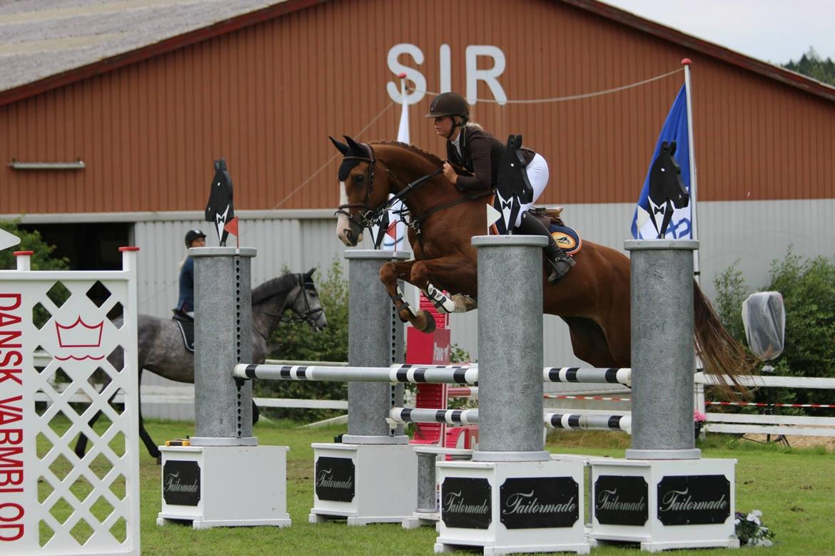 Hollandsk Varmblod Bella Manda "Solgt til Norge" - LA til Jydsk rideuge billede 15