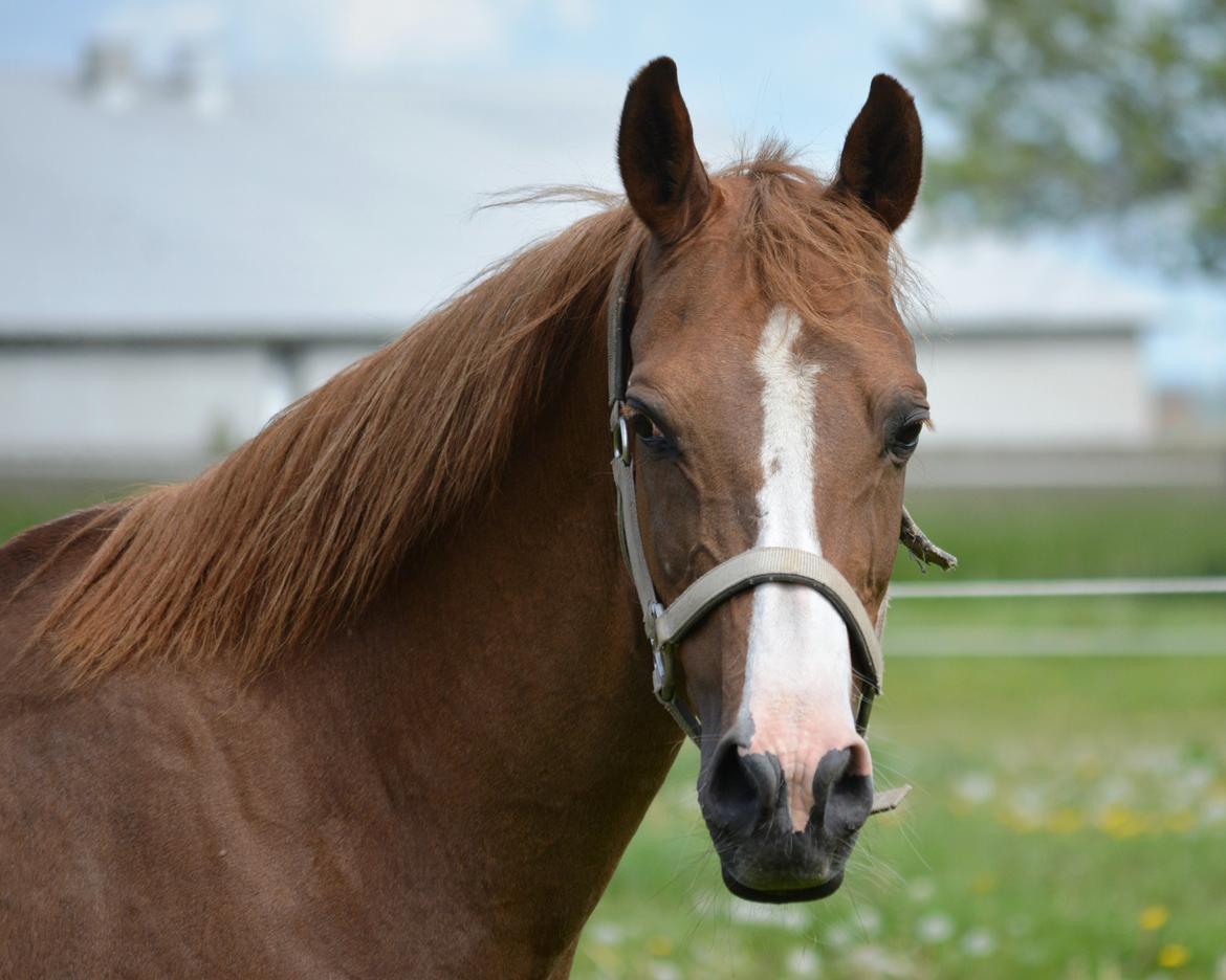 DSP Beverly EBSDH 224 billede 6