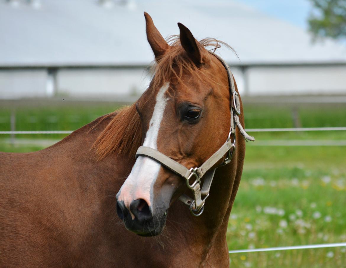 DSP Beverly EBSDH 224 billede 7