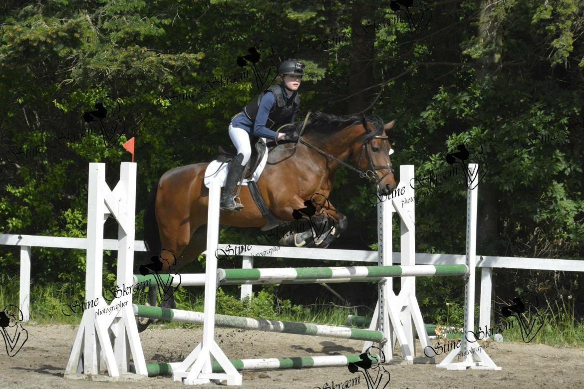 Lusitano Lipizzaner. Selbygårds Pillo Filippos - GLK - første LC-100cm 4 fejl billede 3