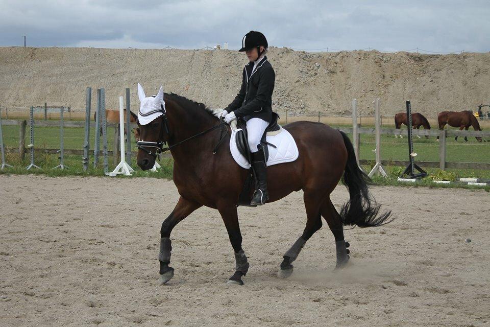 Lusitano Lipizzaner. Selbygårds Pillo Filippos - Dressur opvarming billede 6