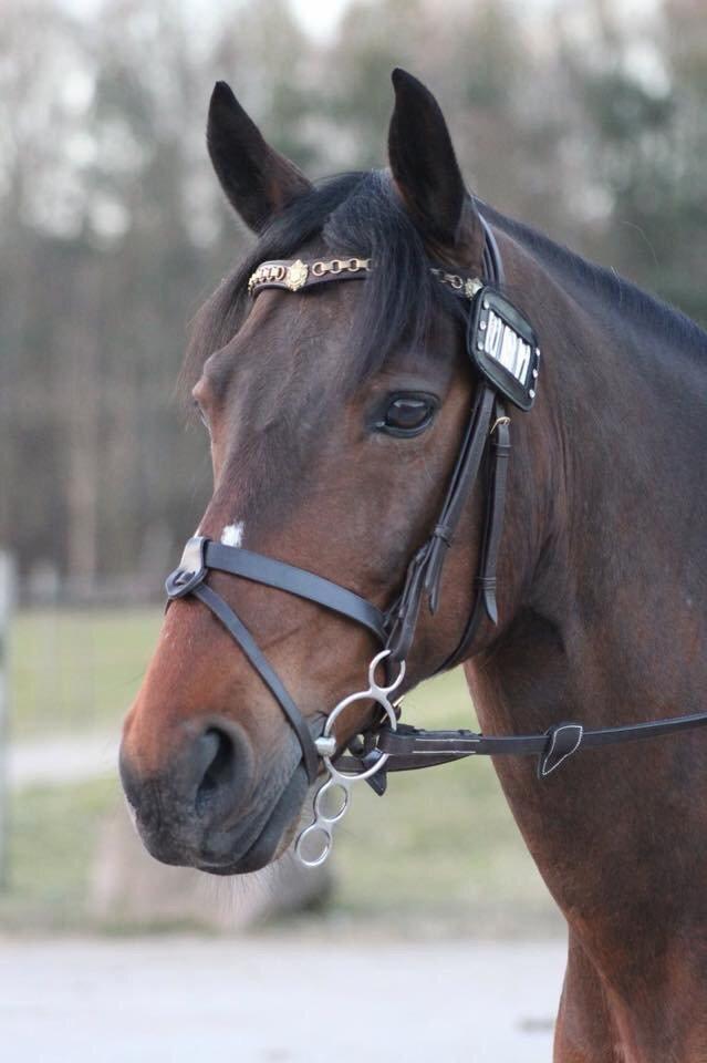 Lusitano Lipizzaner. Selbygårds Pillo Filippos - smukke Pillo<3 billede 8