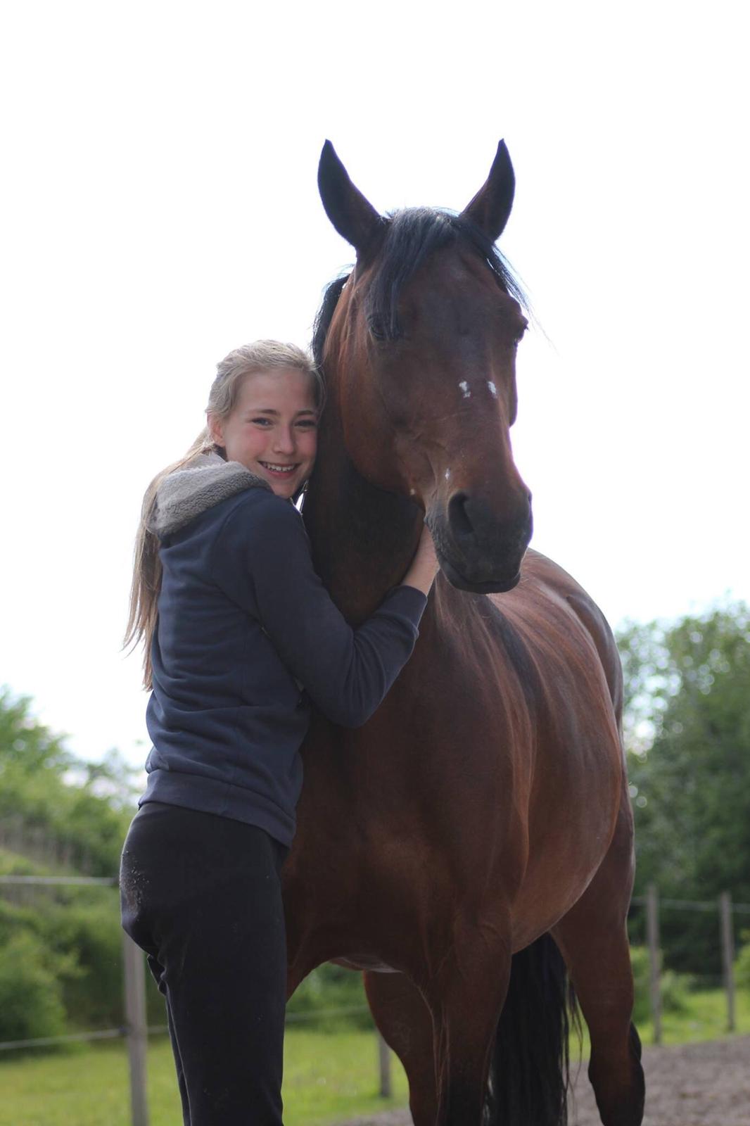 Lusitano Lipizzaner. Selbygårds Pillo Filippos - Sødeste Pillo billede 13