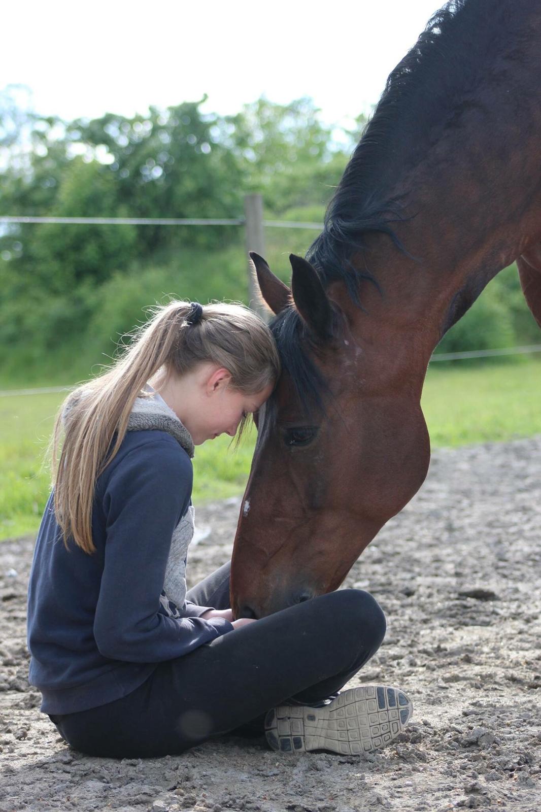 Lusitano Lipizzaner. Selbygårds Pillo Filippos - fantastiske dyr<3 billede 15