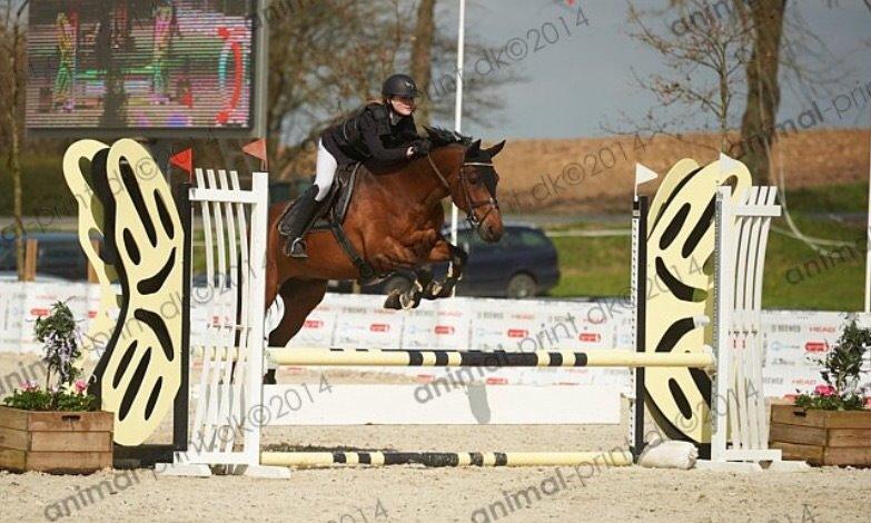 Lusitano Lipizzaner. Selbygårds Pillo Filippos - RidersCup 80cm 0 fejl og bedste tid ud af 64 billede 14