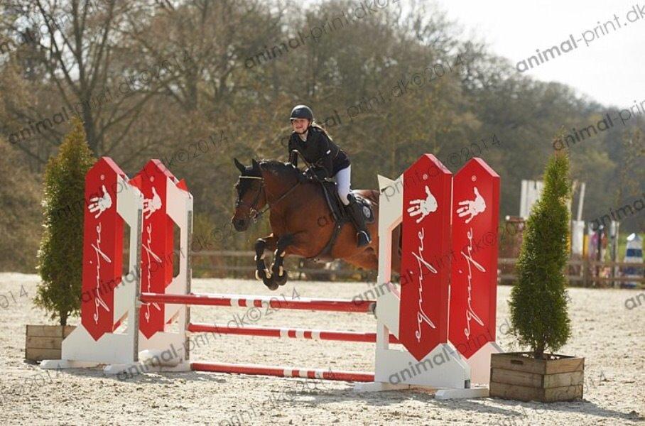 Lusitano Lipizzaner. Selbygårds Pillo Filippos - RidersCup 80cm 0 fejl og bedste tid ud af 64 billede 18