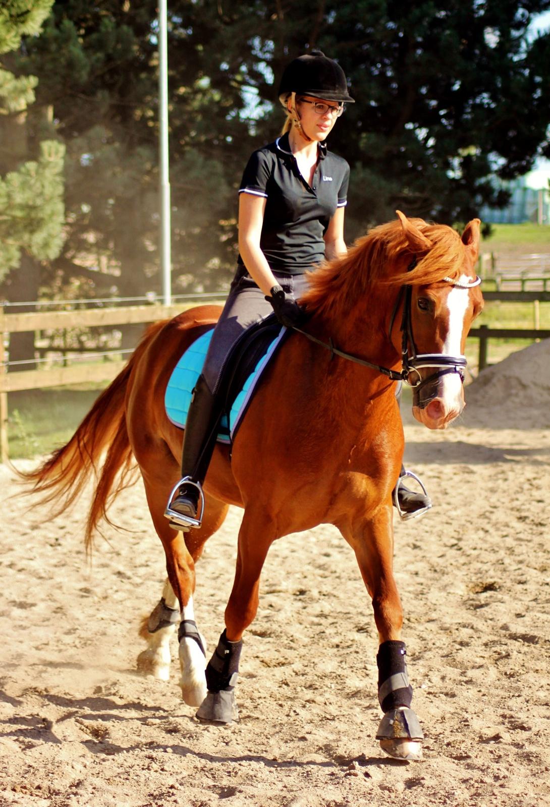 Welsh Cob (sec D) Haymo's Avador (aka. Lille Røde) billede 12