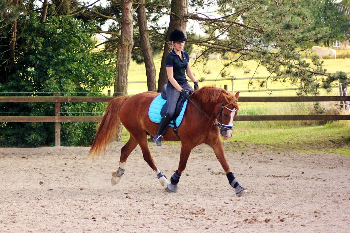 Welsh Cob (sec D) Haymo's Avador (aka. Lille Røde) billede 4