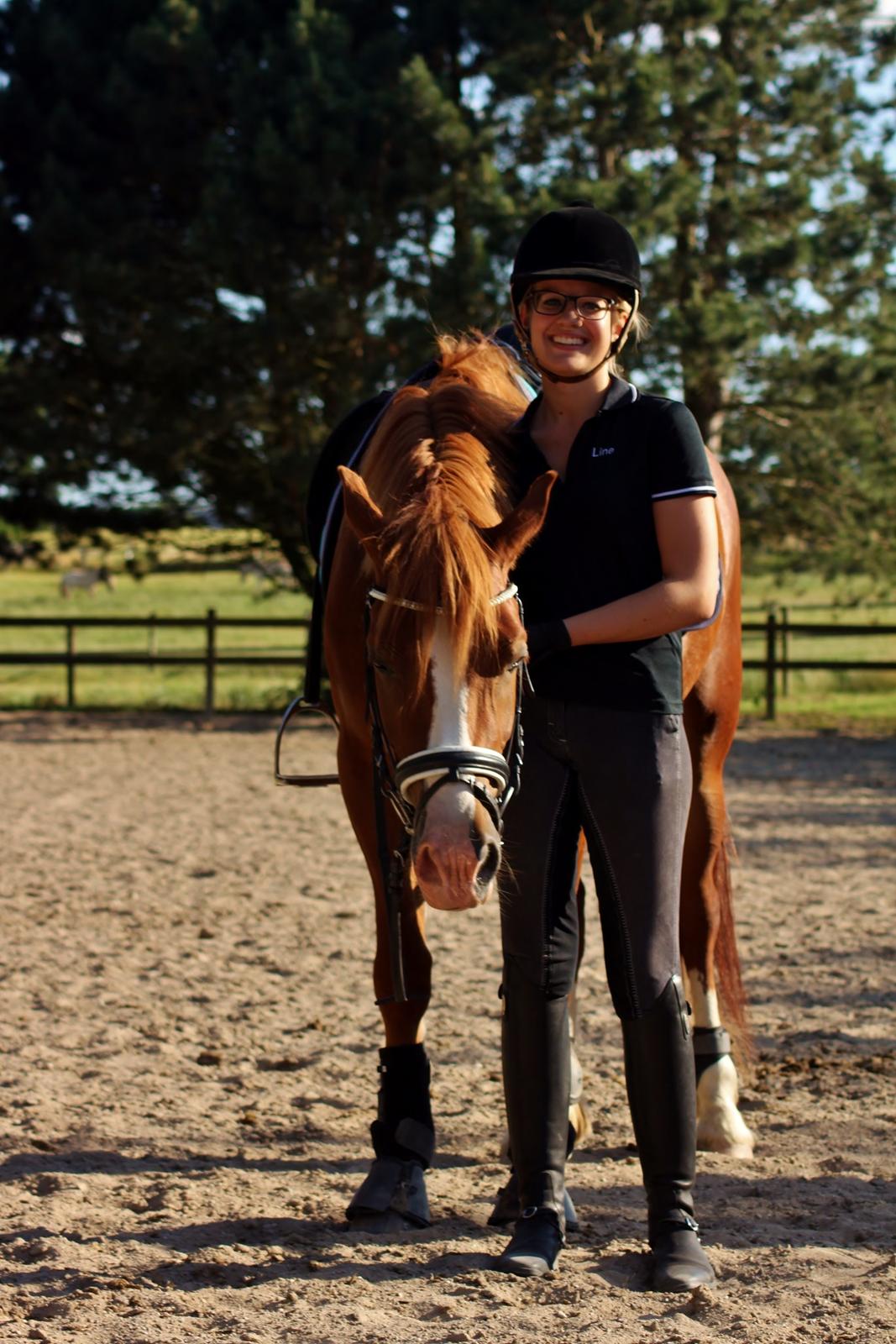 Welsh Cob (sec D) Haymo's Avador (aka. Lille Røde) billede 13