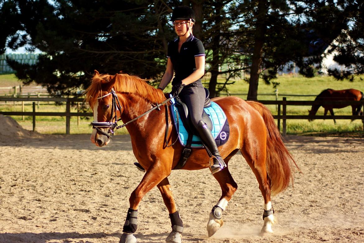 Welsh Cob (sec D) Haymo's Avador (aka. Lille Røde) billede 16