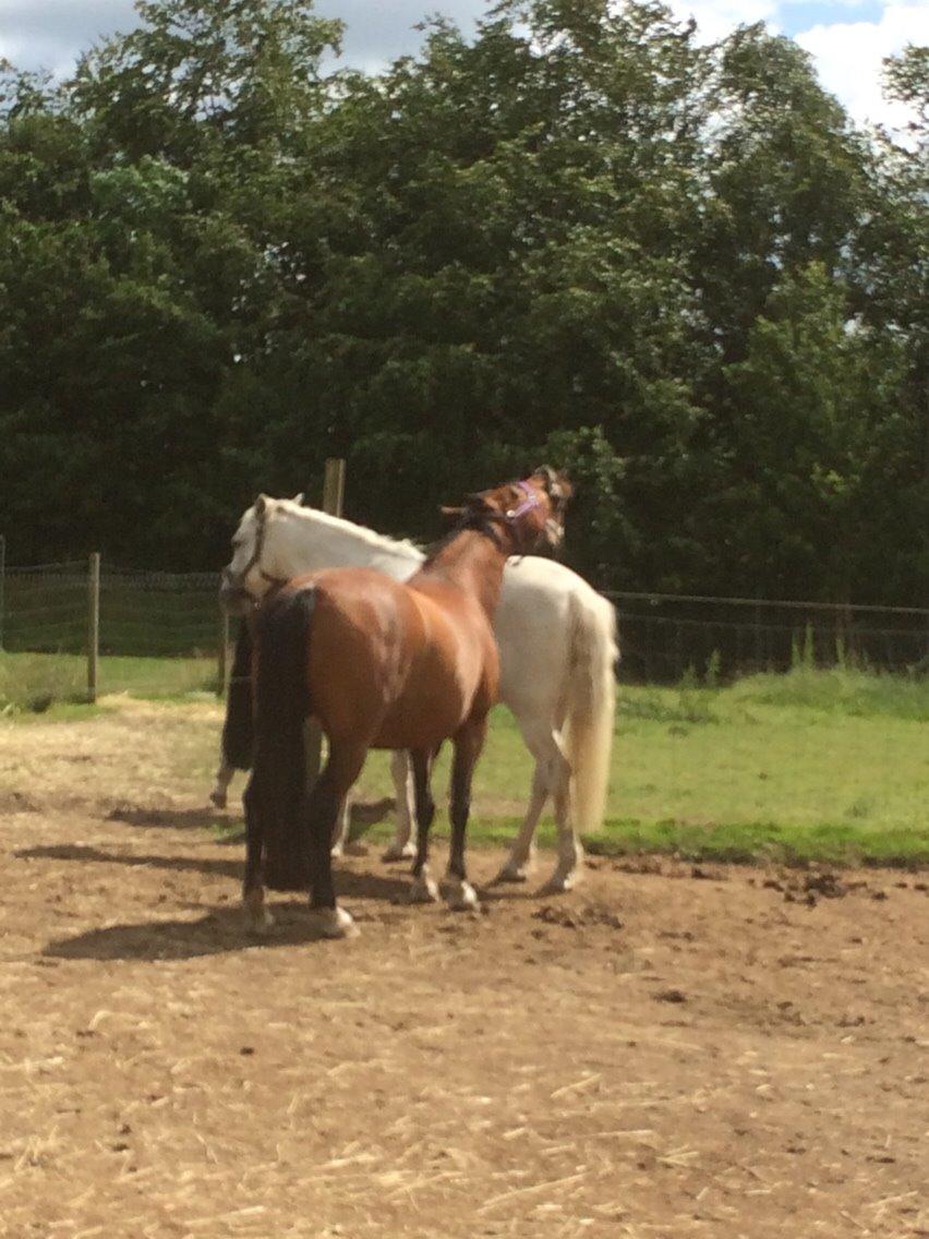 Connemara Veddinge merry mistress billede 15