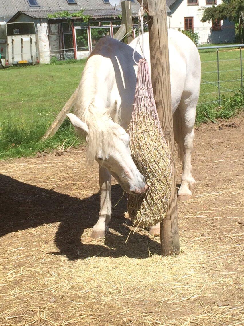 Connemara Veddinge merry mistress billede 16