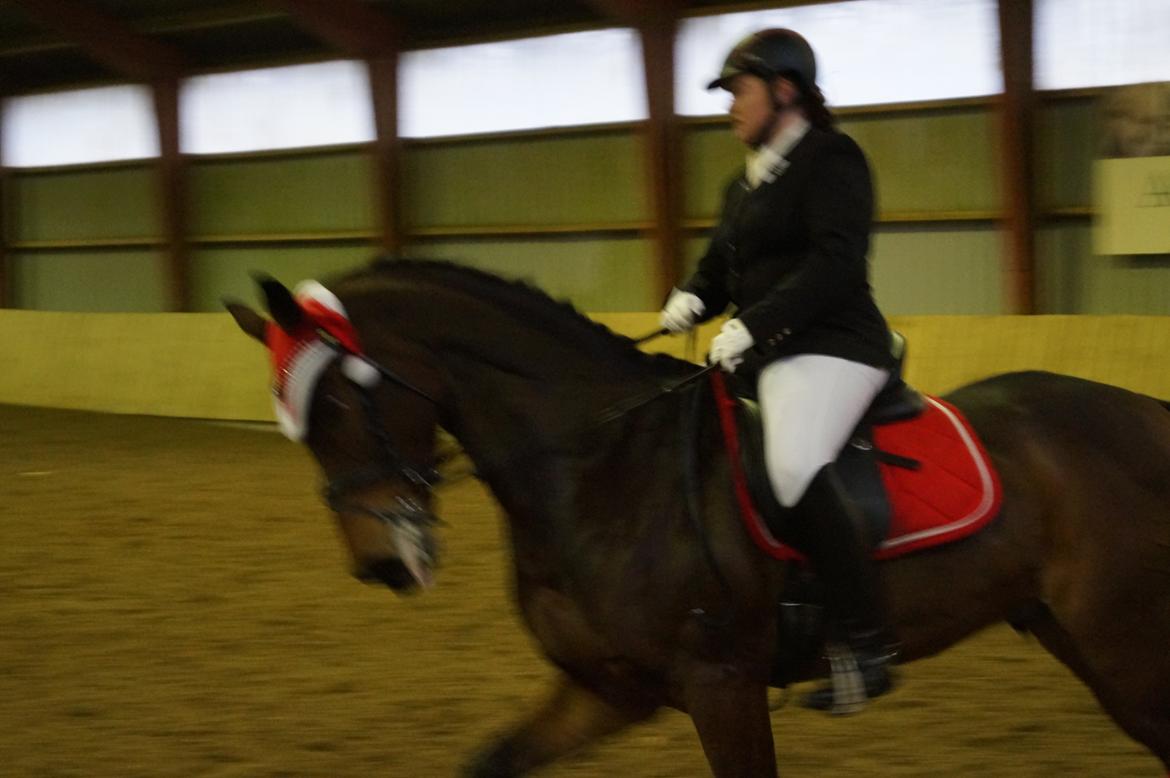 Dansk Varmblod Landlyst Corleone billede 6