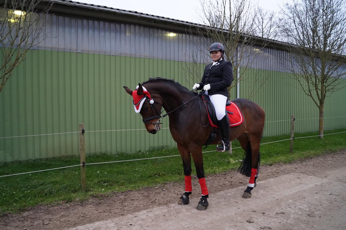 Dansk Varmblod Landlyst Corleone billede 7