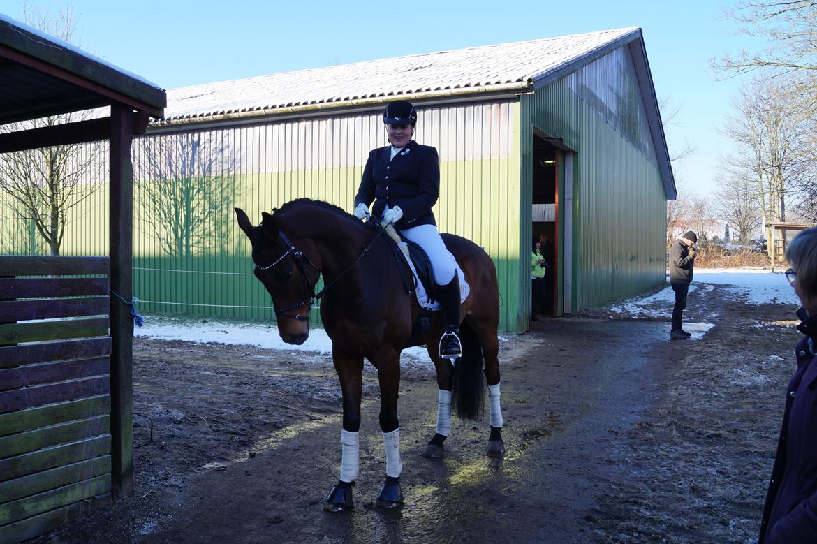 Dansk Varmblod Landlyst Corleone billede 8