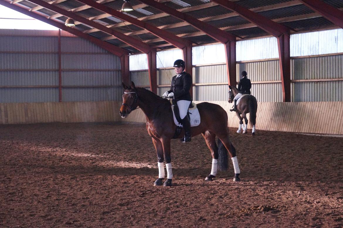 Dansk Varmblod Landlyst Corleone billede 9