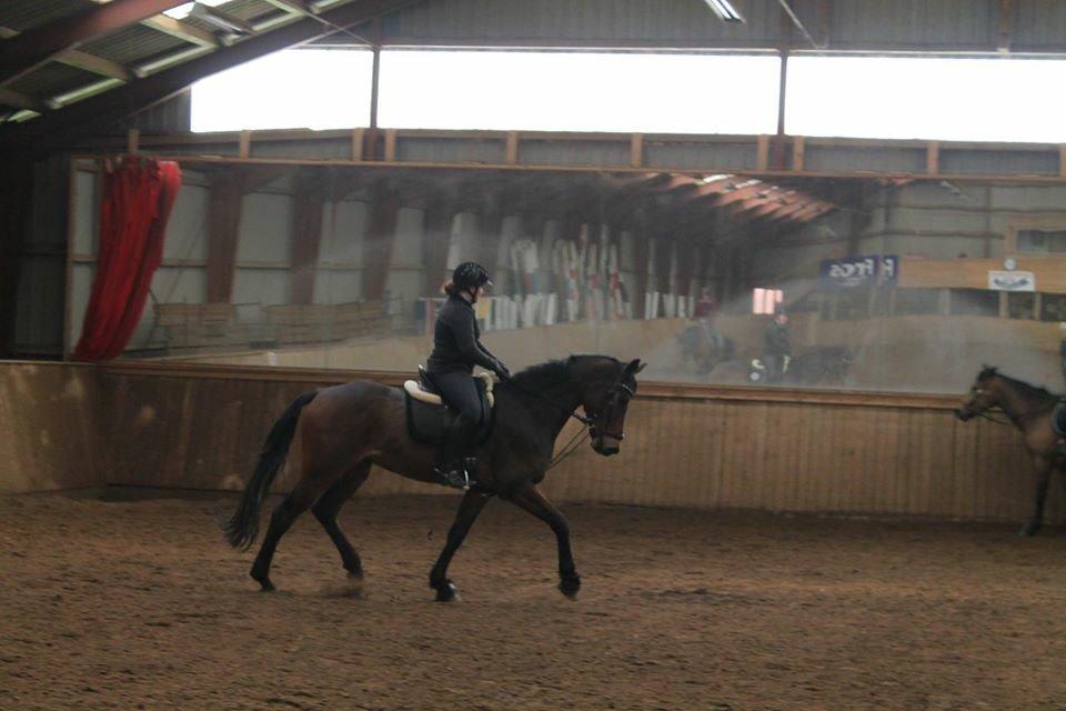 Dansk Varmblod Landlyst Corleone billede 10