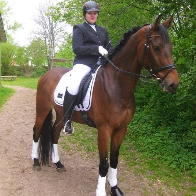 Dansk Varmblod Landlyst Corleone billede 11