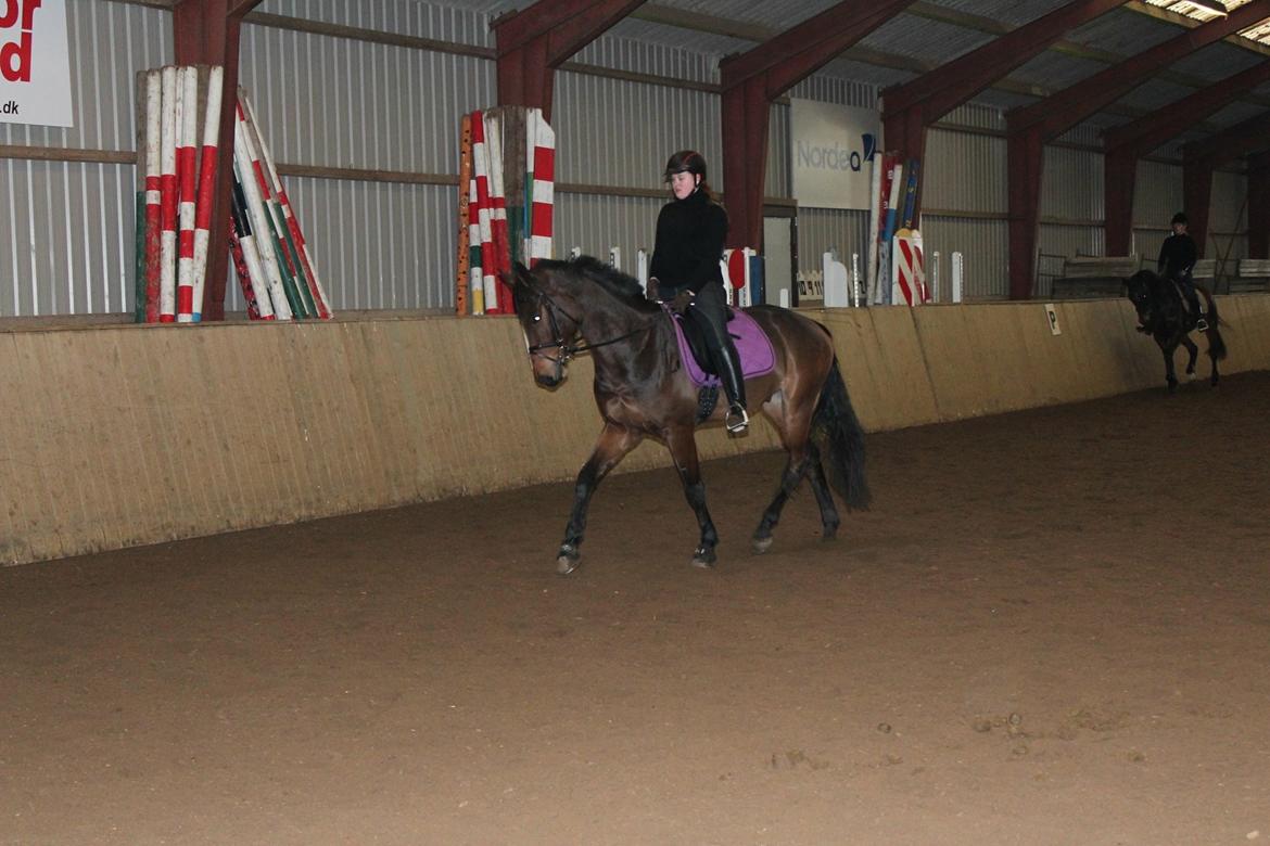 Dansk Varmblod Landlyst Corleone billede 12