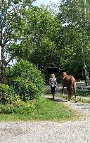 Anden særlig race Lantana lady starlight ( Baby ) solgt  billede 17