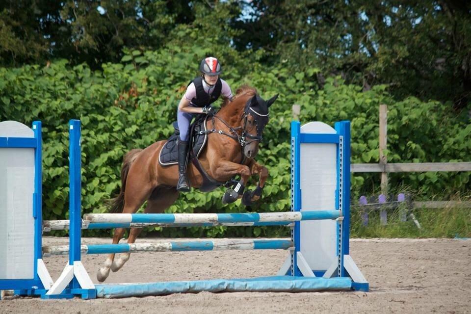 Anden særlig race Top  murdoch billede 19