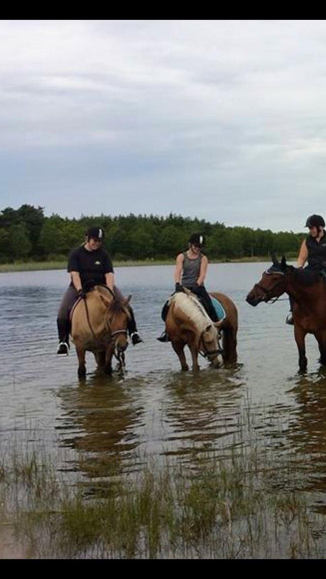 Anden særlig race Fenja billede 22