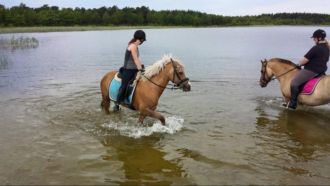 Anden særlig race Fenja billede 23