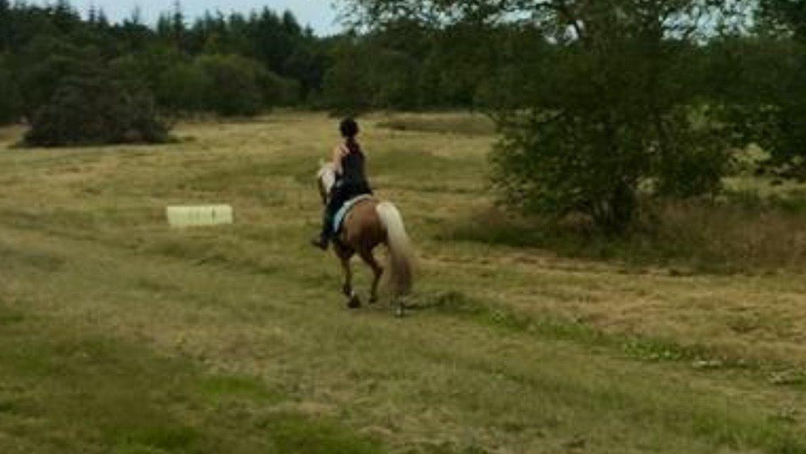 Anden særlig race Fenja billede 24