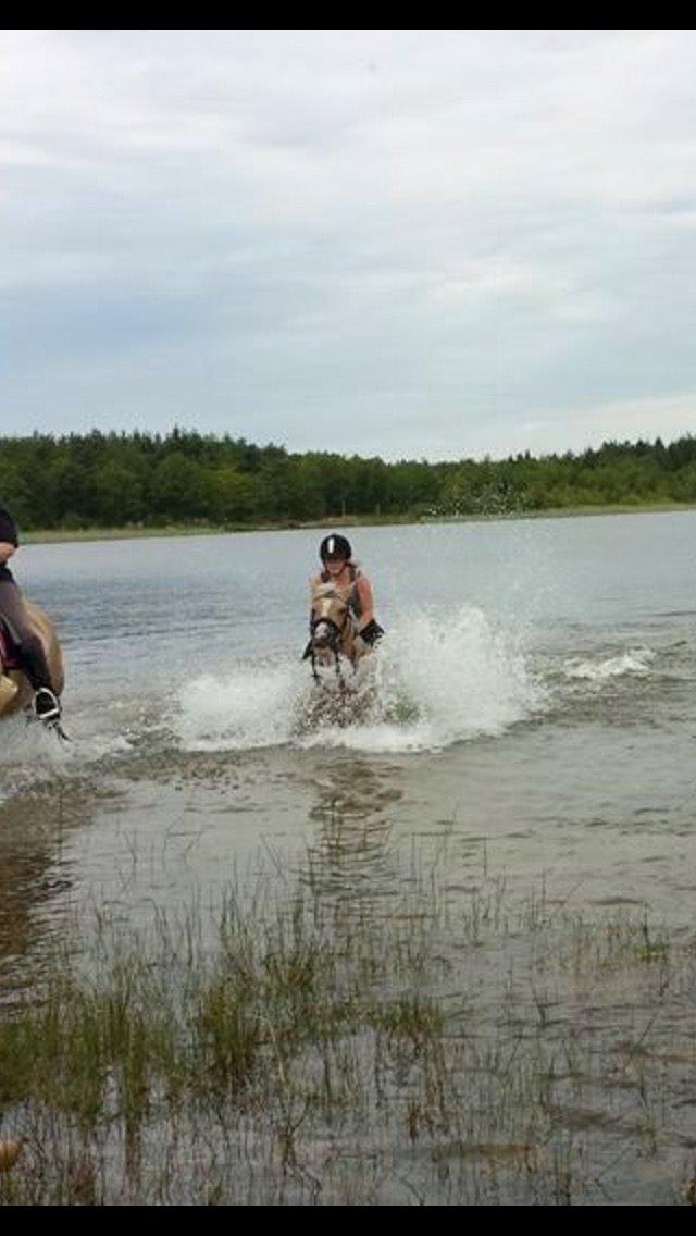 Anden særlig race Fenja billede 21