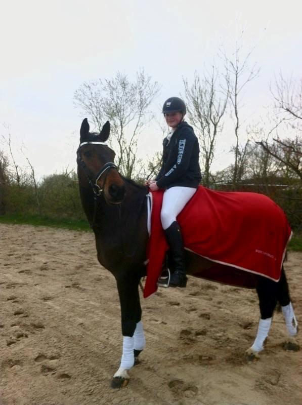 Dansk Varmblod Engvang's Cadeau billede 3