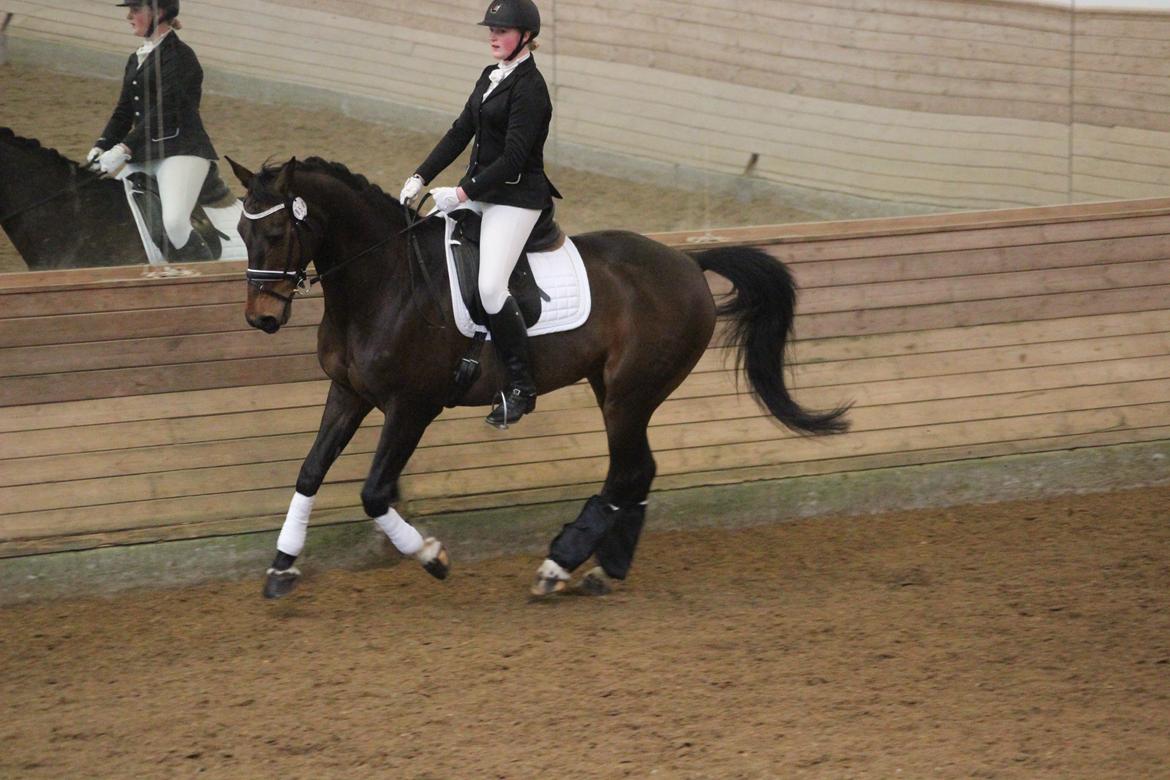 Dansk Varmblod Engvang's Cadeau billede 4