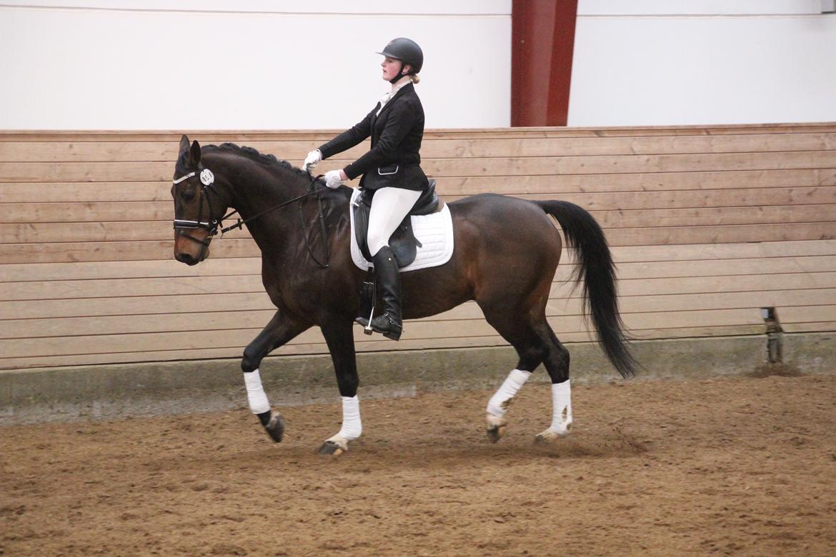 Dansk Varmblod Engvang's Cadeau billede 8