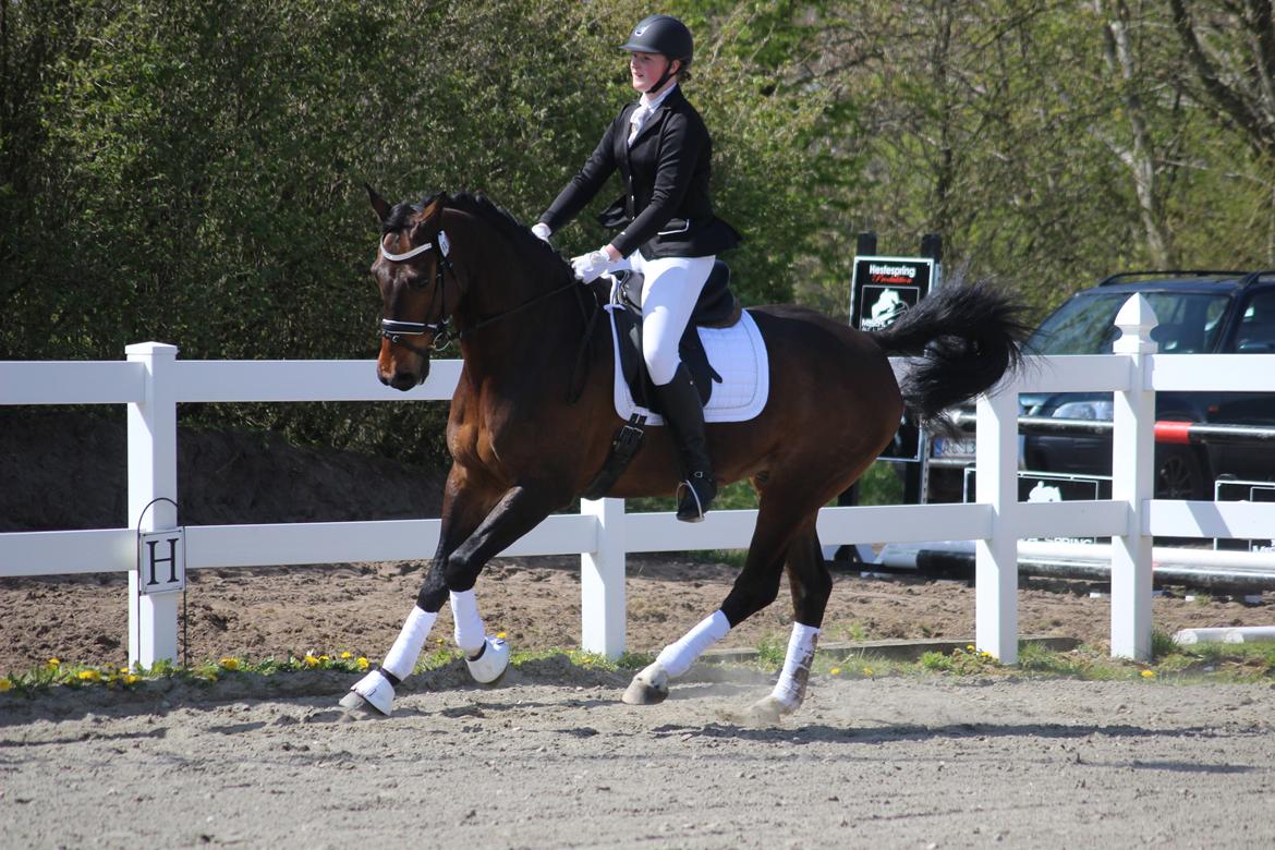 Dansk Varmblod Engvang's Cadeau billede 2