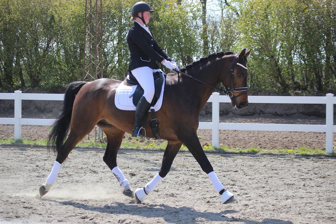 Dansk Varmblod Engvang's Cadeau billede 5