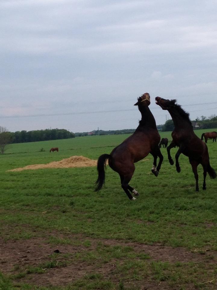 Dansk Varmblod Engvang's Cadeau - Cadeau og Granat der står og leger  billede 7