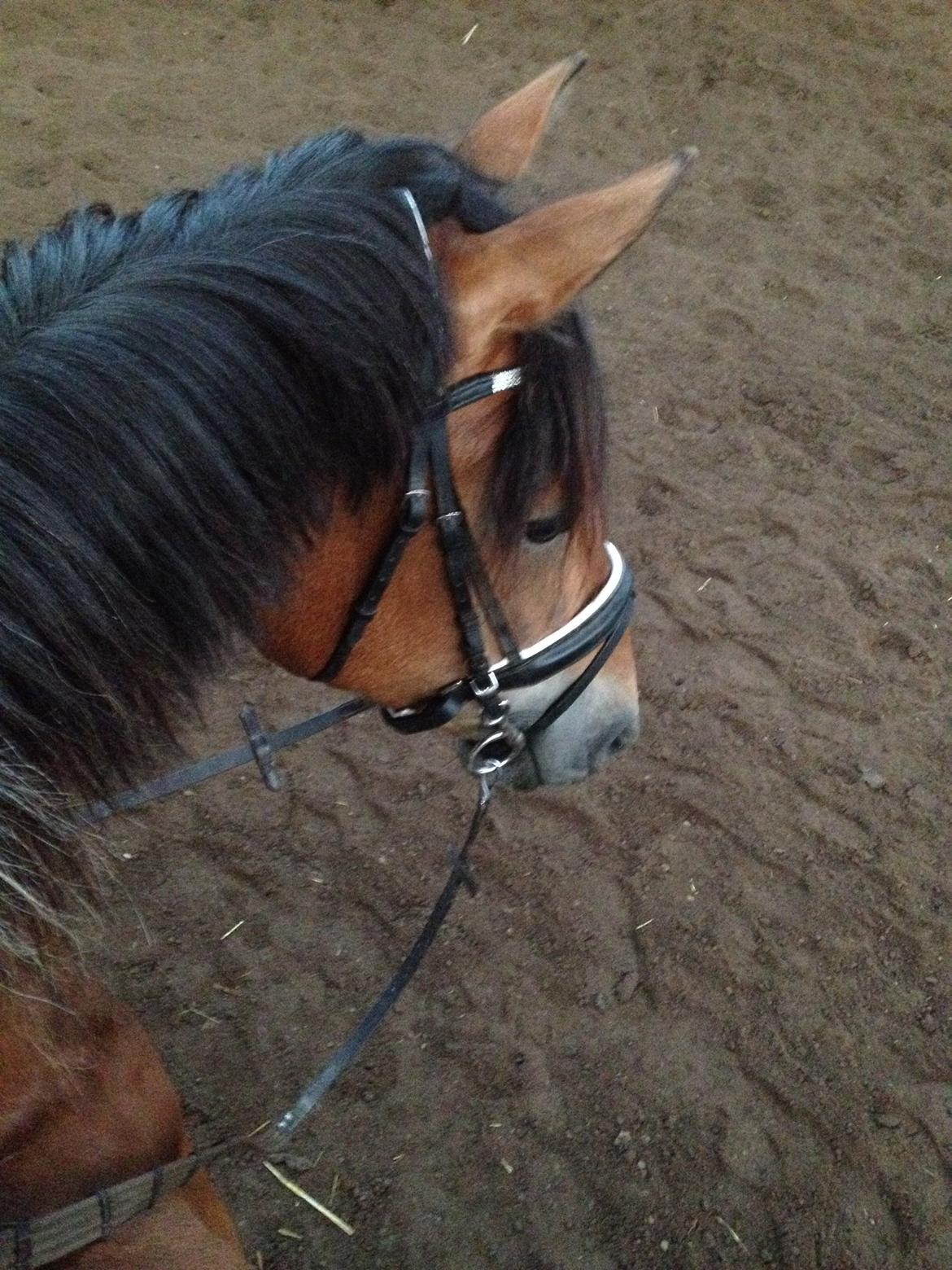 Anden særlig race Frk. Nitus billede 12