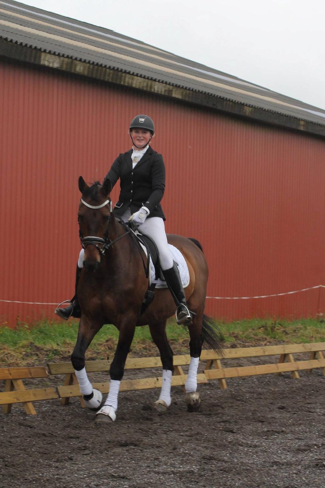 Dansk Varmblod Engvang's Cadeau billede 10