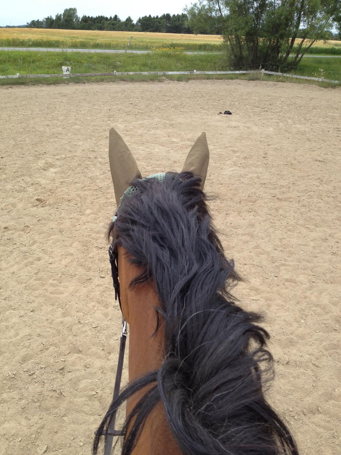 Anden særlig race Frk. Nitus billede 13