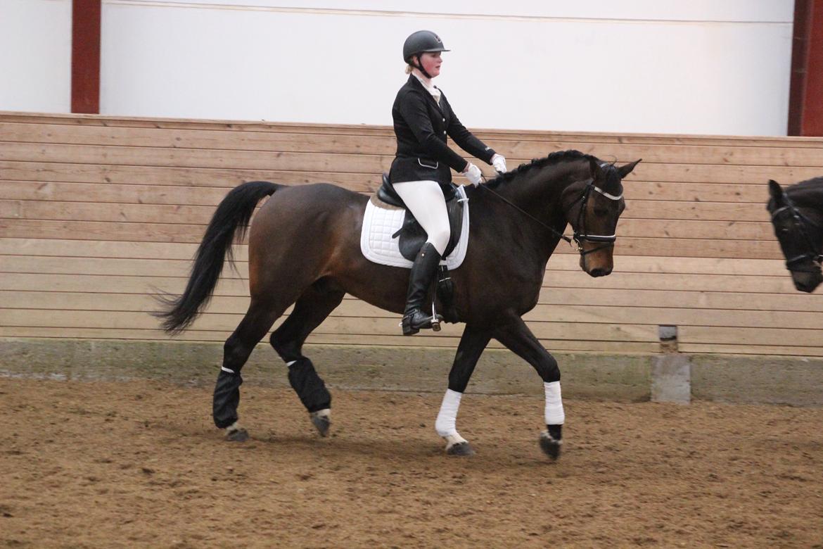 Dansk Varmblod Engvang's Cadeau billede 11