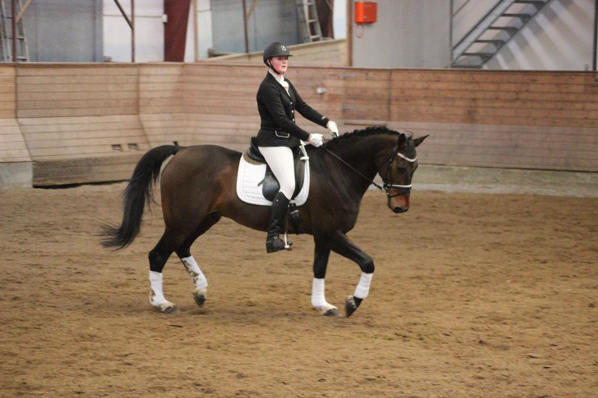 Dansk Varmblod Engvang's Cadeau billede 12