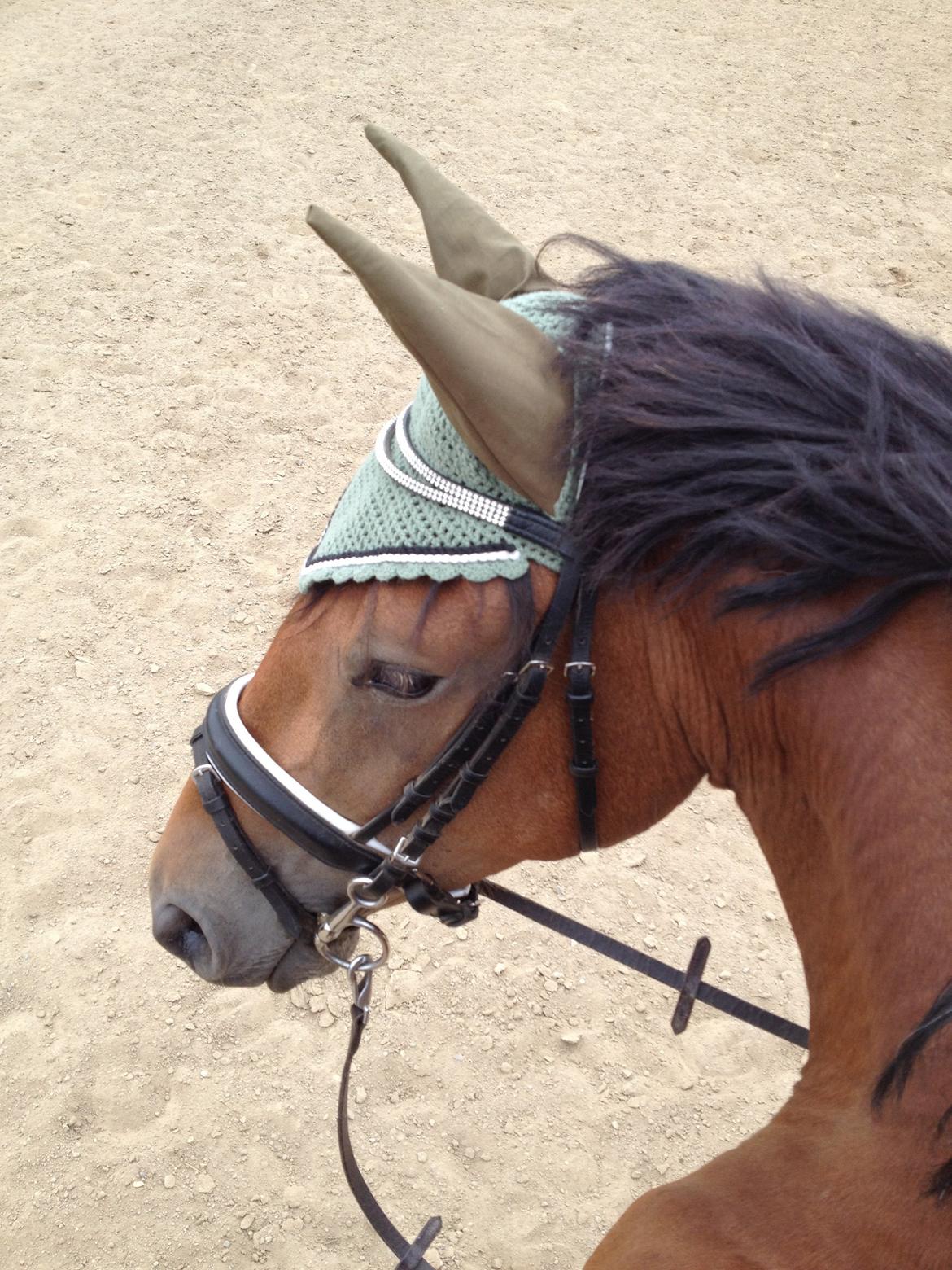 Anden særlig race Frk. Nitus billede 20